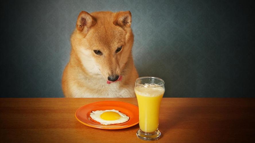 狗狗能吃鸡蛋吗需要注意什么