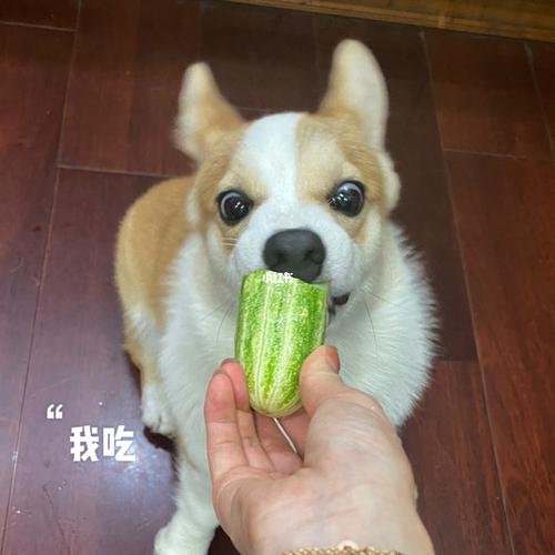 狗狗能吃黄瓜吗百度经验