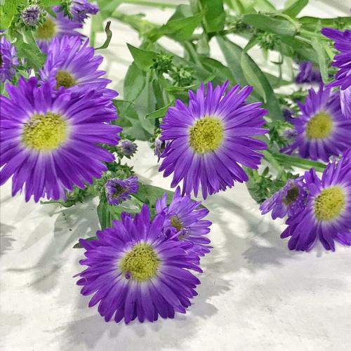 紫苑与紫菀的区别